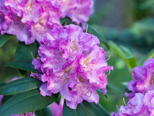 Рододендрон Альфред - Долина роз фото 2