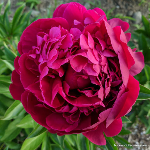 ПИОН Зе Фаун Разбор 2/3 n Кол-во упак., шт 1