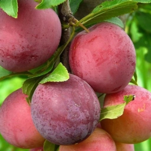 Слива Алыча Несмеяна (саженец с этикеткой) 1шт