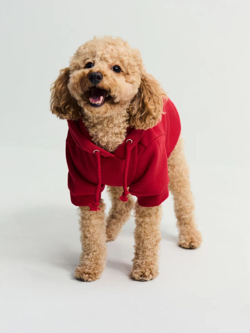 Толстовка для питомца с принтом / Zarina