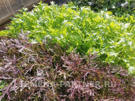 Капуста японская Мизуна - Партнер фото 3