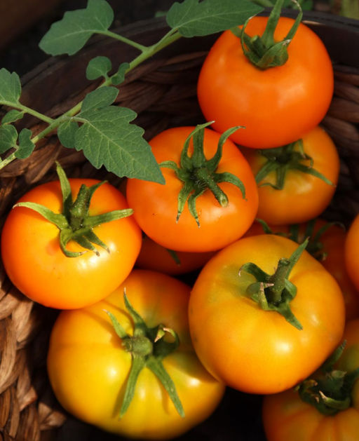 Томат ЯНТАРНЫЙ МЁД Весь увешан плодами! Находка для гурмана! Крупные, мясистые, золотисто-янтарные плоды! Медовый аромат! - Уральский дачник фото 4