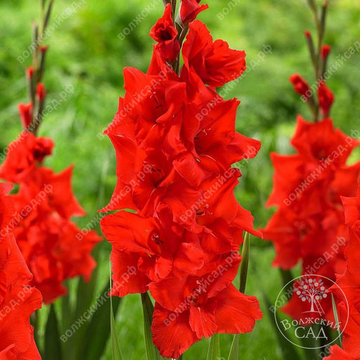 ГЛАДИОЛУС Манхэттен Разбор 10/12 Кол-во упак., шт 8