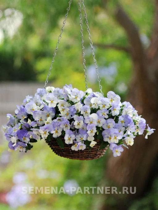 Виола ампельная Кул Вэйв Фрост - Партнер фото 4