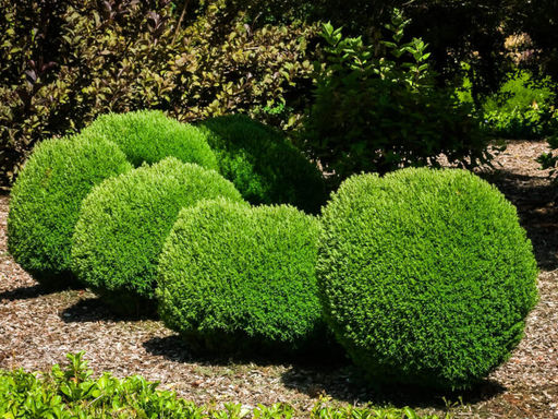 Туя западная Тедди - Долина роз фото 3