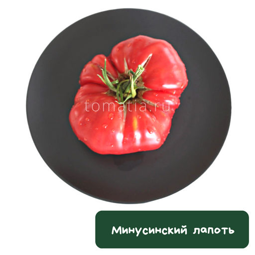 Минусинский лапоть - Tomatia фото 2