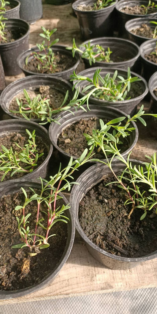 Гипсофила Мираж - 1000корней фото 3