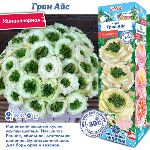 Роза Грин Айс (Миниатюрная) 1шт