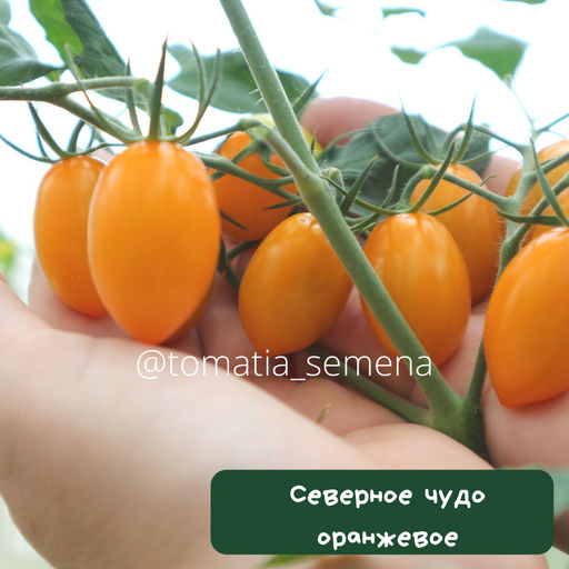 Северное чудо оранжевое - Tomatia фото 3
