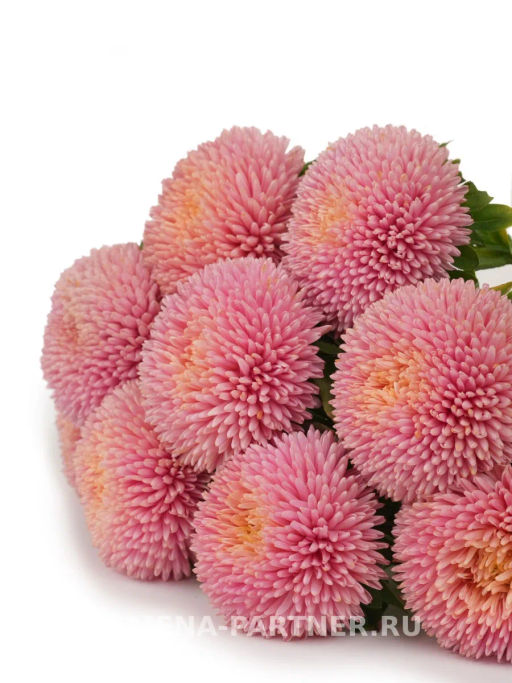 Астра китайская Признание в Любви - Партнер фото 4