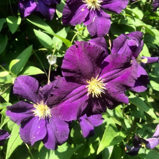 Клематис Виола - Долина роз фото 3