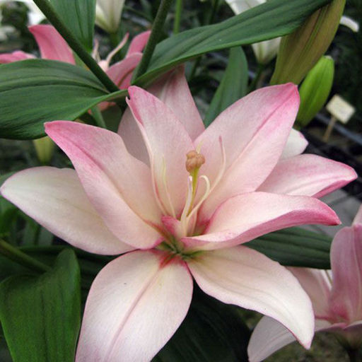 ЛИЛИЯ Бентли Разбор 12/14 Кол-во упак., шт 5