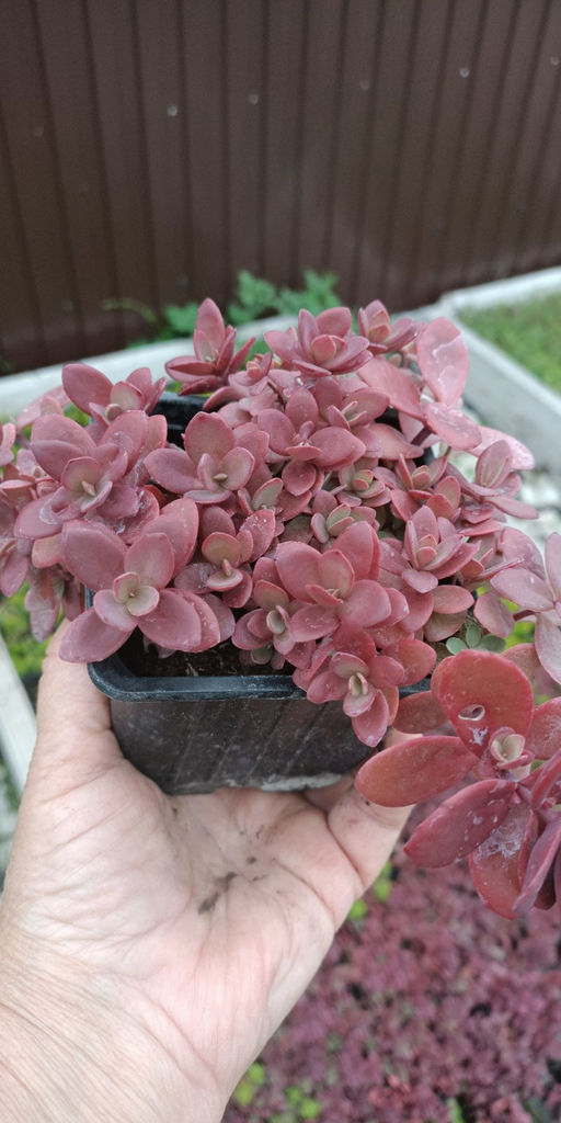 Седум (очиток) гибридный Черри тарт - 1000корней фото 2