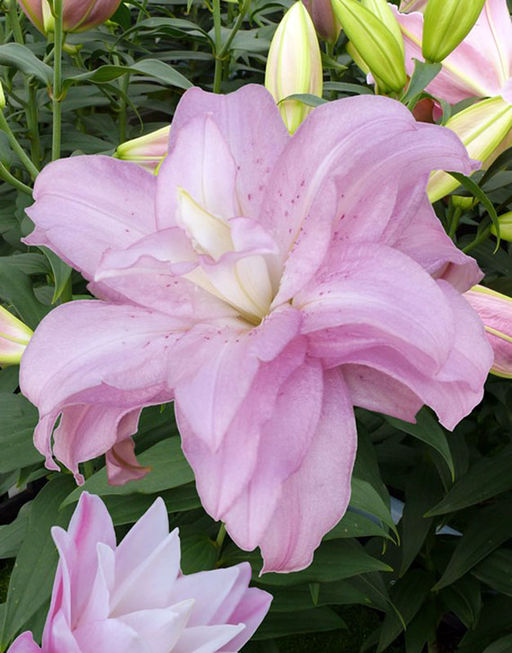 ЛИЛИЯ Лотус Спринг Разбор 12/14 Кол-во упак., шт 5