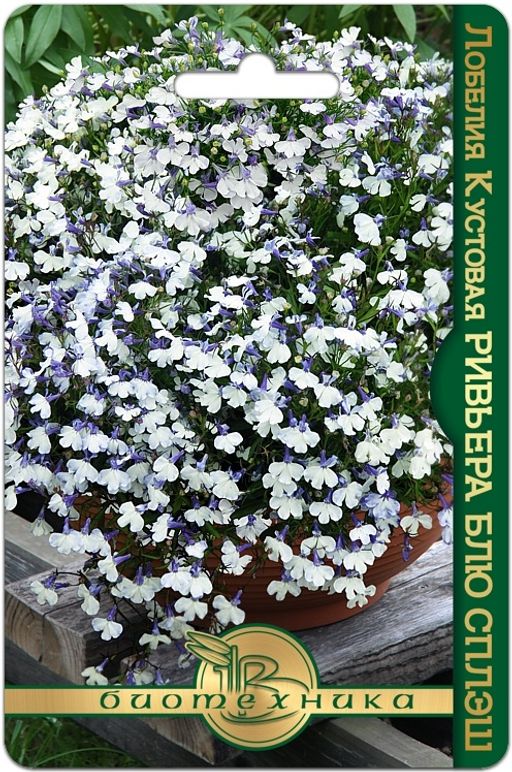 Лобелия кустовая Ривьера Блю Сплэш