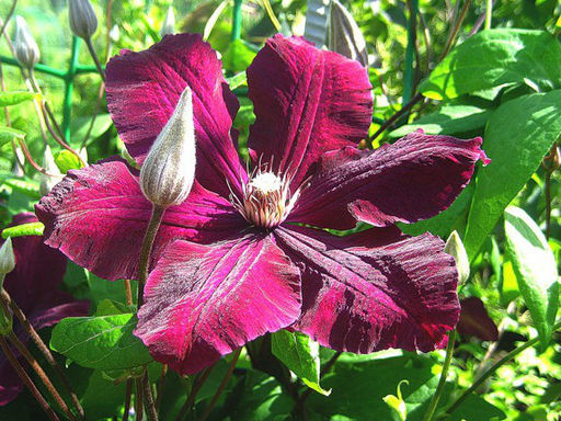 Клематис Rouge Cardinal (Руж Кардинал) - Долина роз фото 4
