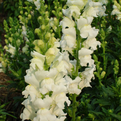 5208D Антирринум (Львиный зев) Кул Вайт 10шт