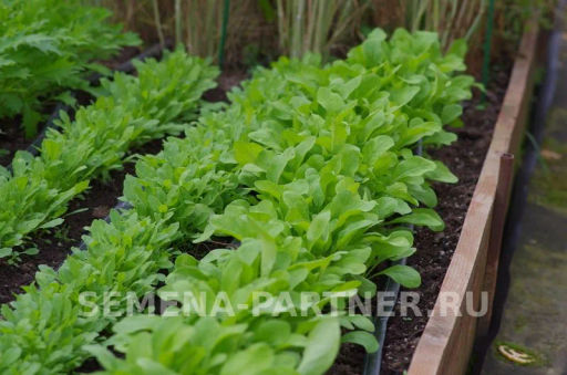 Индау (Рукола) Сицилия - Партнер фото 3