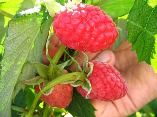 Малина Вольная традиционная (коробка) 1шт