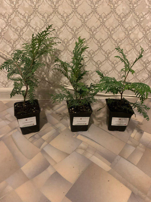 Туя западная Брабант