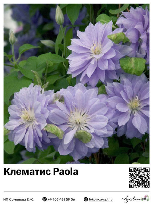 Клематис Paola (Махровый)
