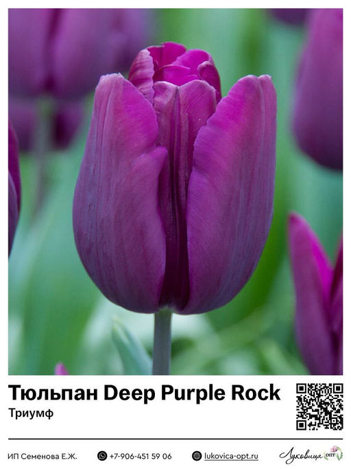Тюльпан Deep Purple Rock (Триумф)