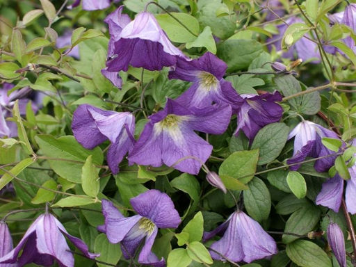 Клематис Литтл Бас - Долина роз фото 4