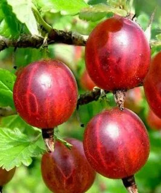 Крыжовник Садко (15-30 см)