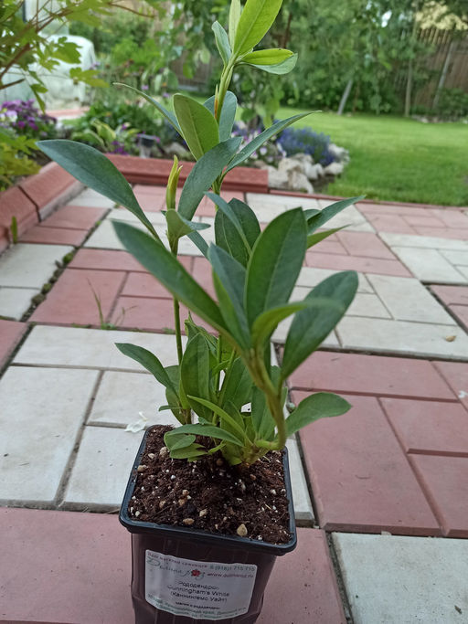 Рододендрон Каннингемс Уайт