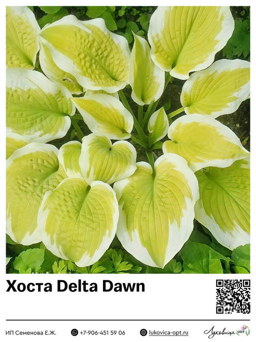 Хоста Delta Dawn