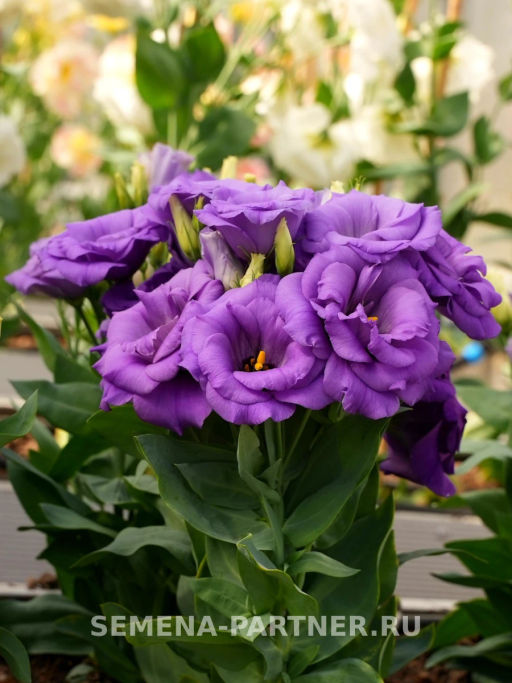 Эустома карликовая махровая лавандово-синяя Леди Эшли - Партнер фото 5