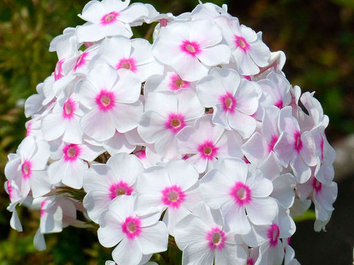 Флокс метельчатый Граф Цеппелин - Долина роз фото 5