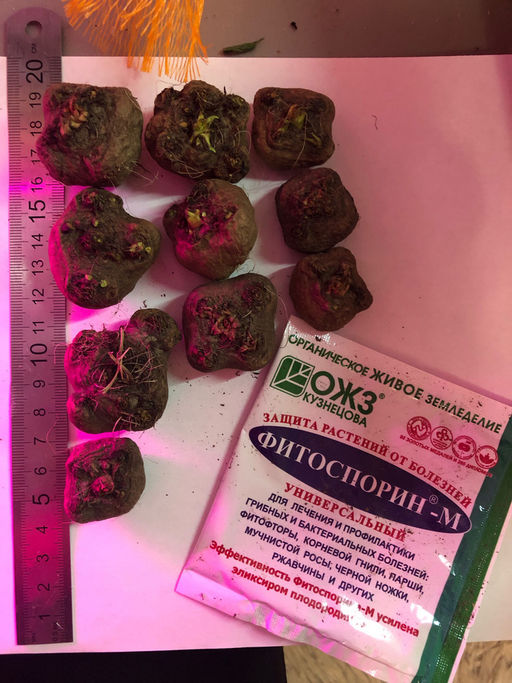 Лиатрис микс (Liatris Mix) 10шт