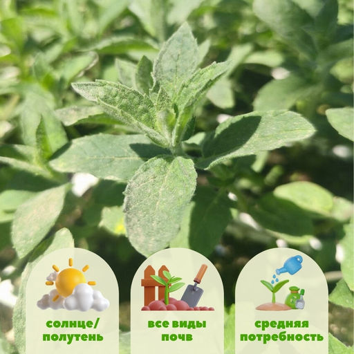 Мята Белый виноград - Долина роз фото 3