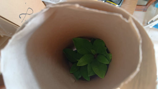 Рододендрон Поларнахт