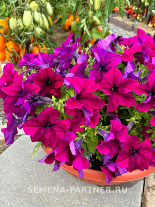 Петуния Сауэр Бургунди кустовая крупноцветковая - Партнер фото 4