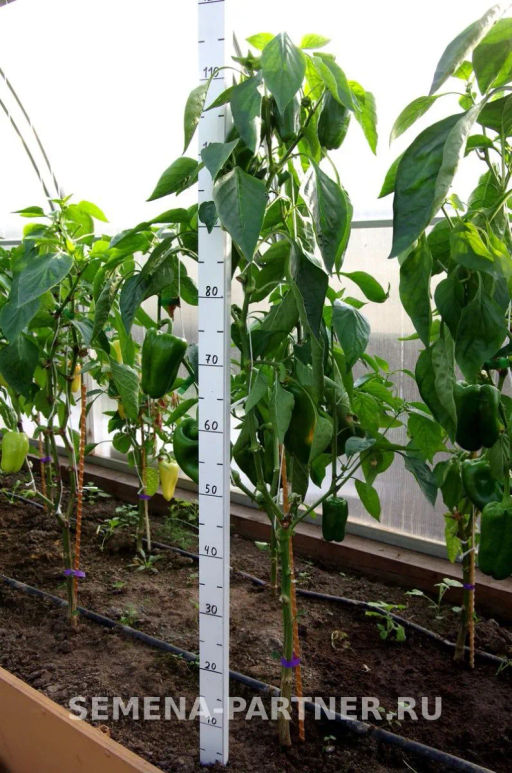 Перец сладкий Гороспел - Партнер фото 6