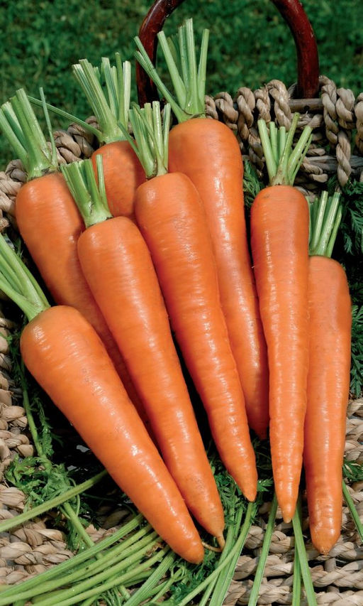 Морковь ЧУДО НА РЕКОРД взрыв из витаминов и каротина! Сочная, хрустящая! Хранится до нового урожая!