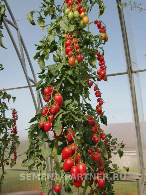 Томат Черри Сокотра - Партнер фото 4