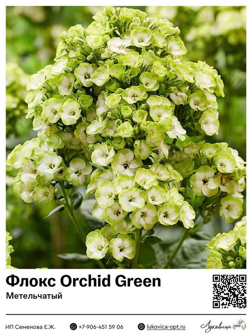 Флокс Orchid Green (Метельчатый)