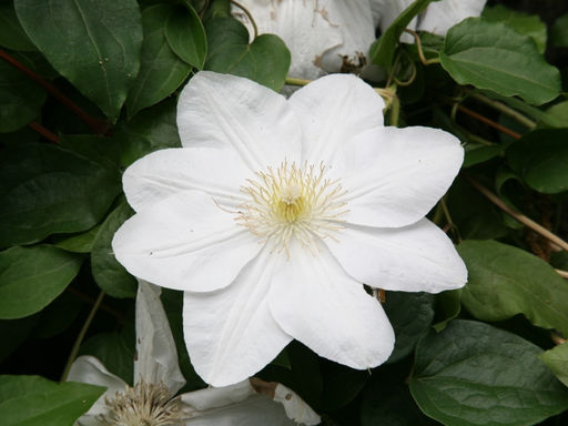 Клематис Мадам Ле Культре - Долина роз фото 6