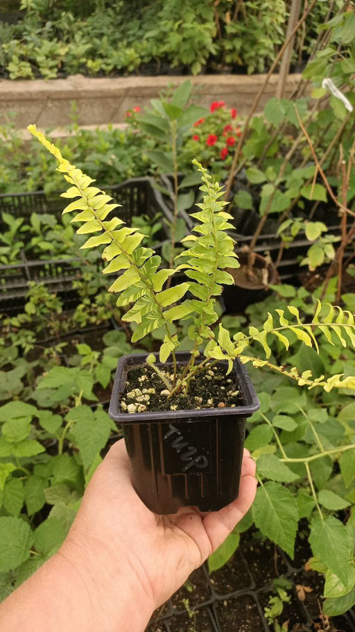 Папоротник Тигр