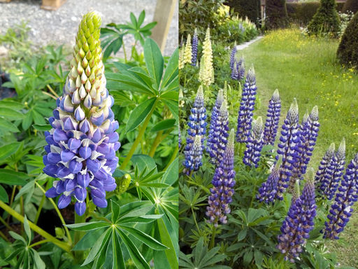 Люпин Говернор - Долина роз фото 2