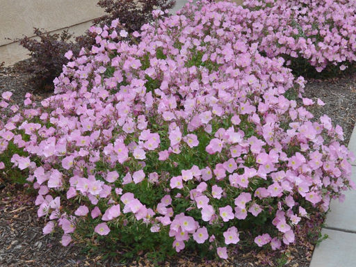 Энотера розова - Долина роз фото 2