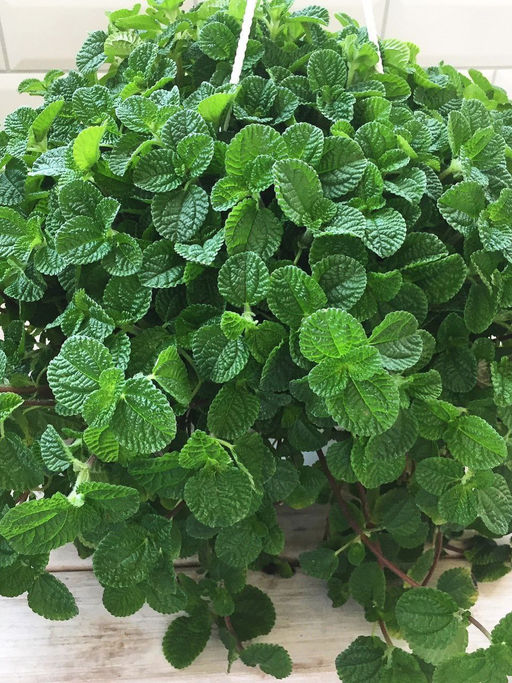 Пилея монетолистная (японский доллар) - 1000корней фото 3