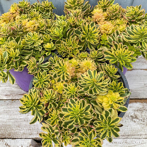 Седум (очиток) Миддендорфа вариегата - 1000корней фото 2