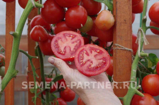 Томат Кристиан - Партнер фото 7