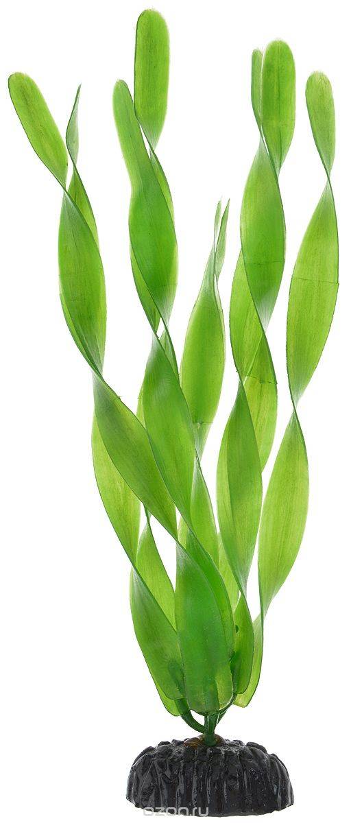 Растение Plant 005 Валиснерия широколистная 30 см PLANT 005/30