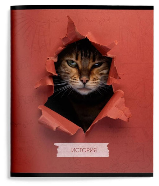 Тетрадь 48 л.История А5 клетка,ЛЮБОПЫТНЫЙ КОТИК Schoolformat