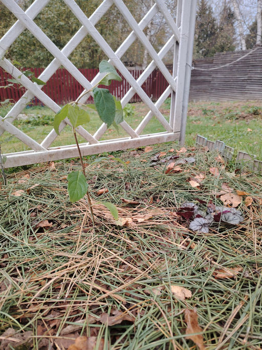 Гортензия метельчатая Коттон Крим